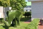 Топиари Слон, ландшафтная фигура 1,5*2,6*1,7 м