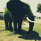 Топиари Слон большой, ландшафтная фигура 2,5 х 4 х 1,9 м