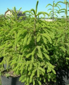 Ель (Picea), смесь , высота 1-1,5м, с10